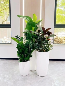 余姚植物出租,为您的空间增添自然清新气息